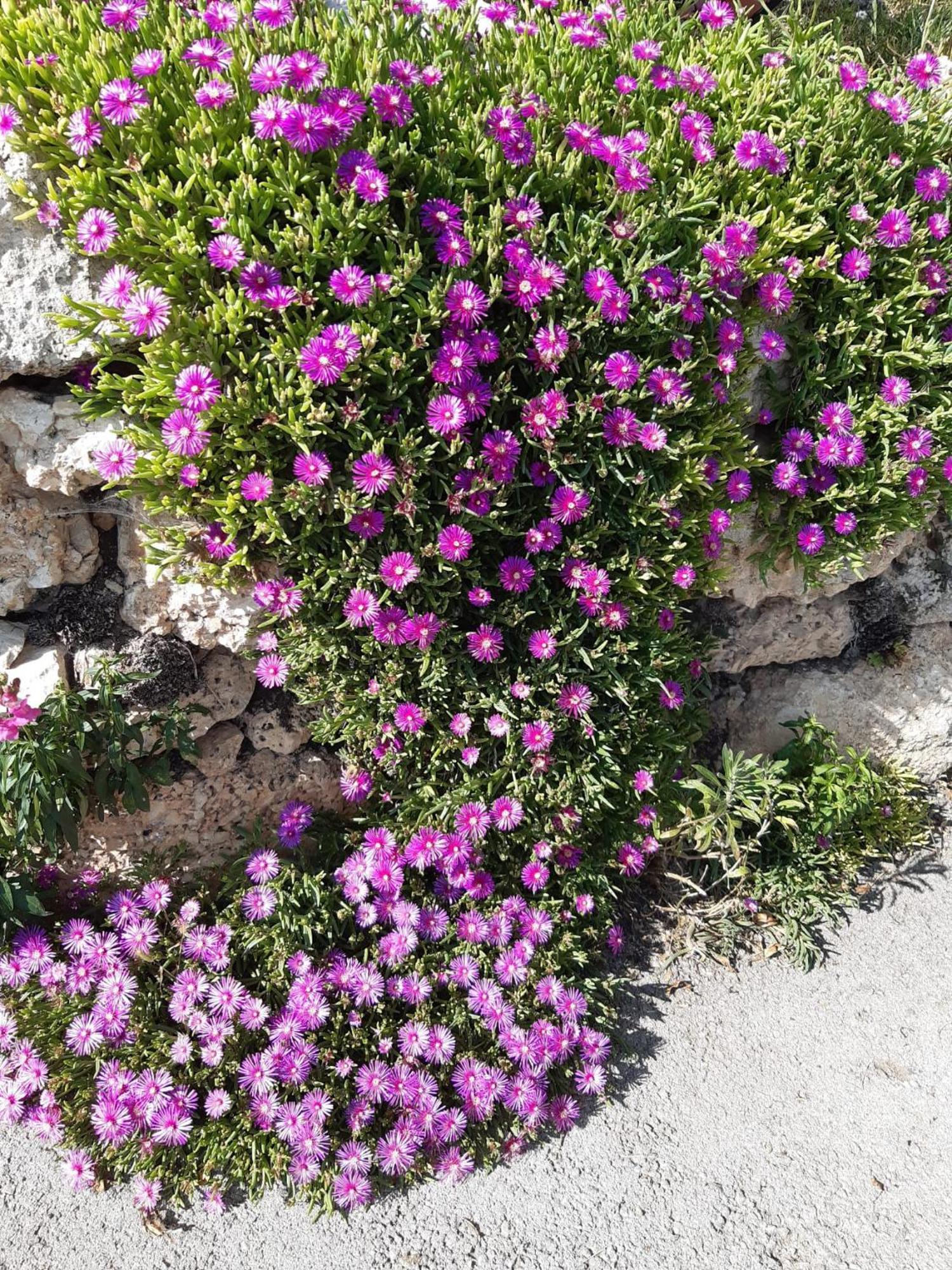 Il Girasole Bed & Breakfast Castelvecchio Calvisio Dış mekan fotoğraf
