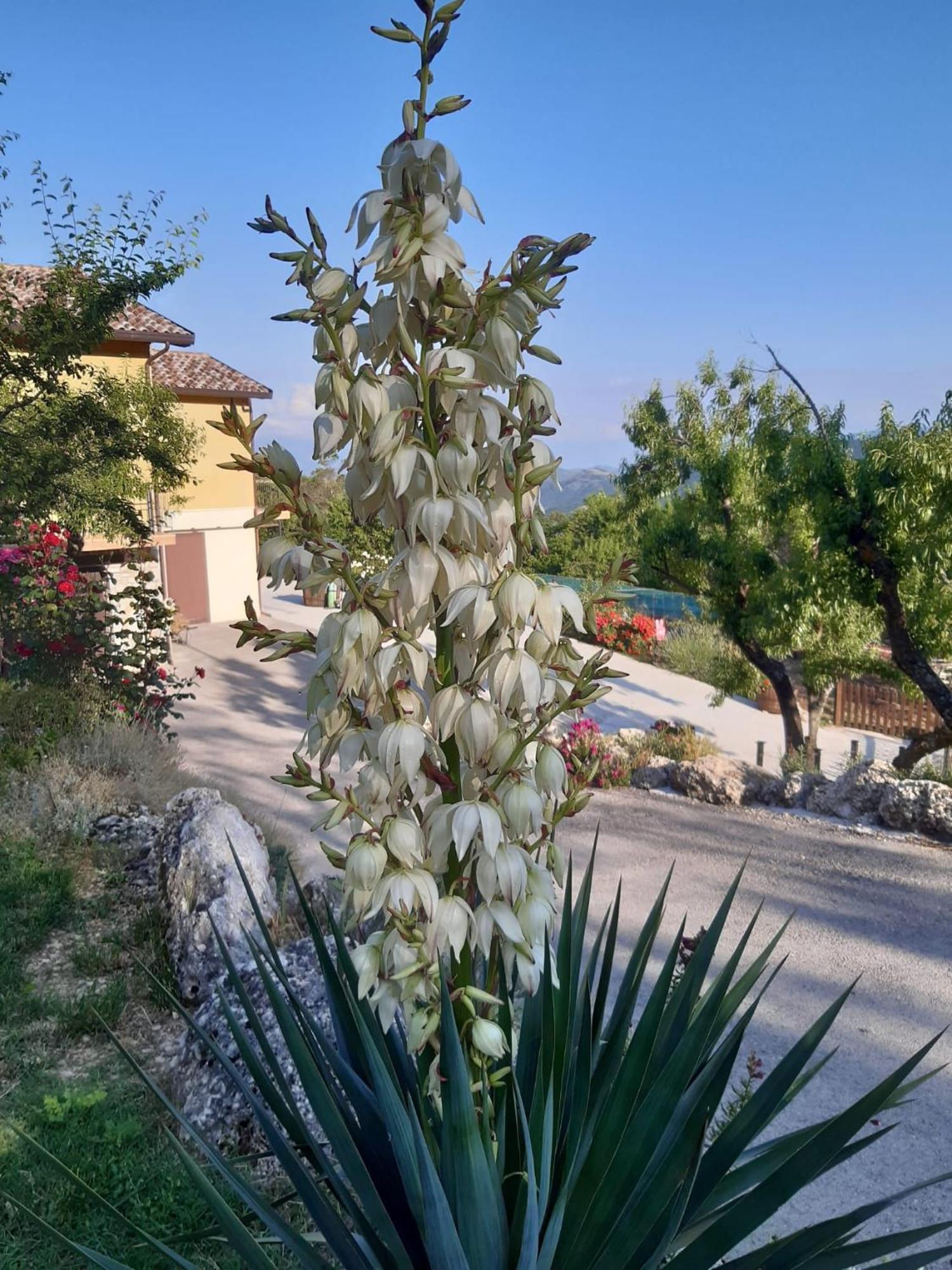 Il Girasole Bed & Breakfast Castelvecchio Calvisio Dış mekan fotoğraf