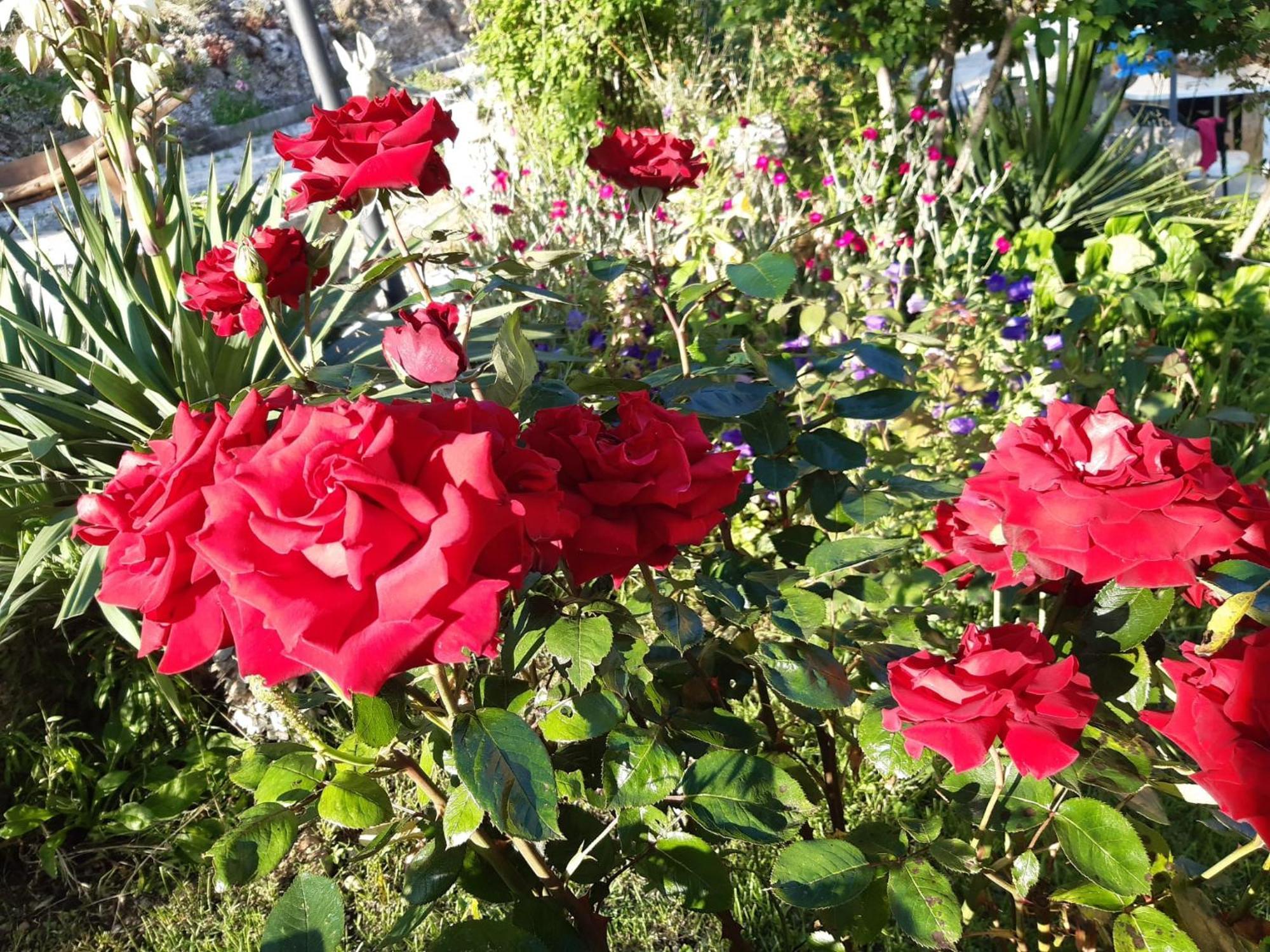 Il Girasole Bed & Breakfast Castelvecchio Calvisio Dış mekan fotoğraf